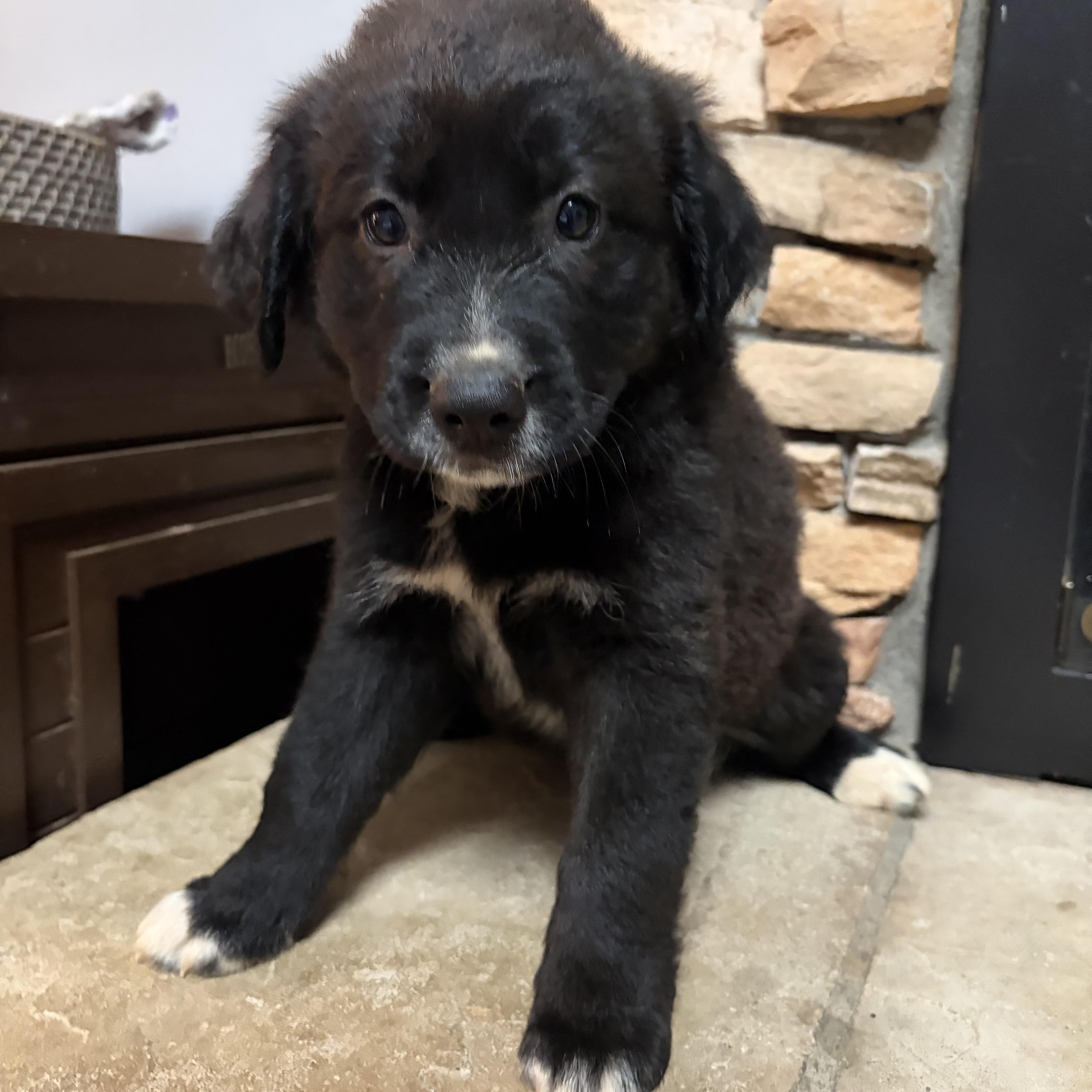 A baby medium-sized male Black Labrador Retriever dog named Salsa for adoption in Greensboro, NC