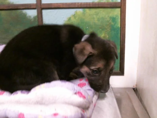 A baby small-sized male German Shepherd Dog dog named Feliks for adoption in Houston, TX