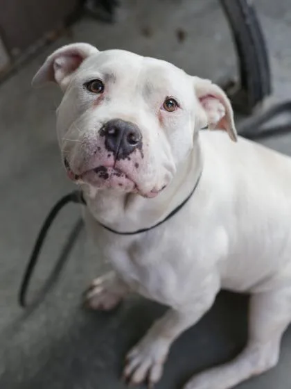 A senior large-sized male Mixed Breed dog named Malley for adoption in Chamblee, GA
