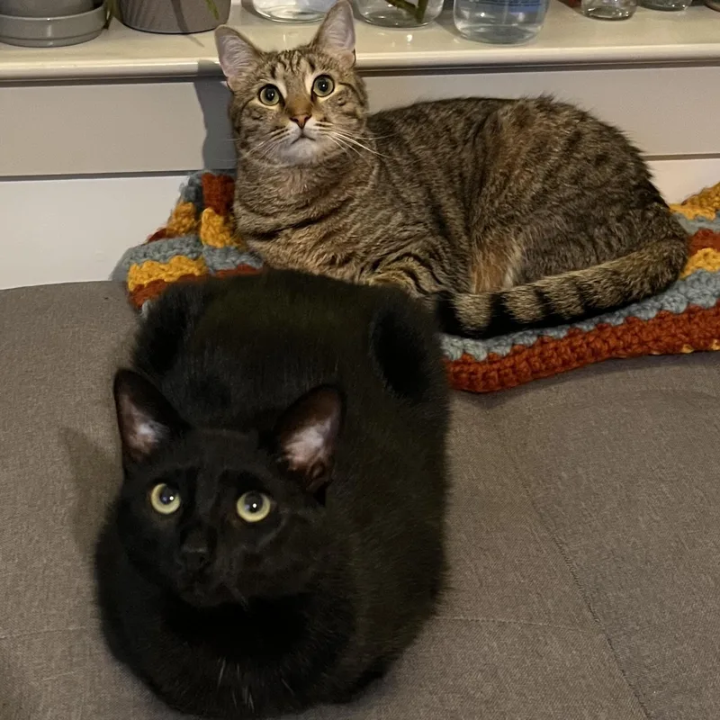 A young medium-sized female Tabby (Brown / Chocolate) Tabby cat named Jeb & Daisy Mae for adoption in Hyattsville, MD