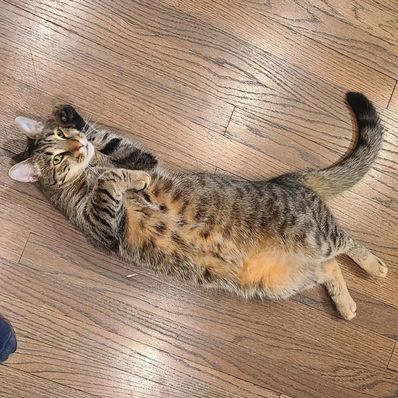 Jeb & Daisy Mae thumbnail 2