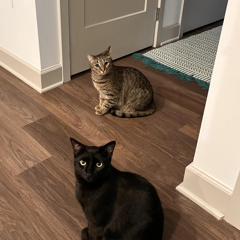 Jeb & Daisy Mae thumbnail 5