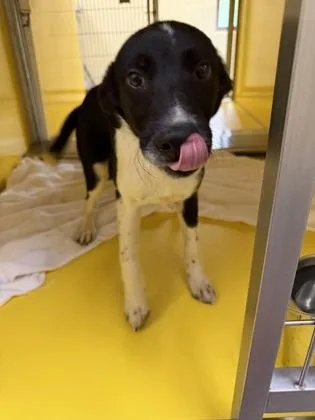 A baby medium-sized male Mixed Breed dog named Ace for adoption in Independence, MO