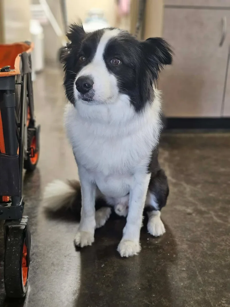 An adult medium-sized male Border Collie dog named Bandit for adoption in Rockwall, TX