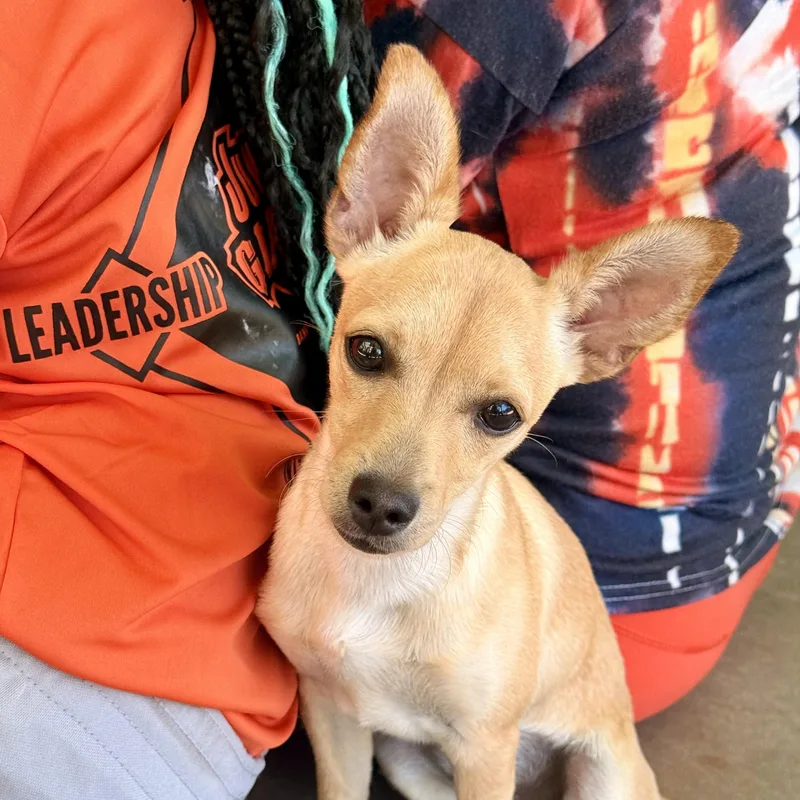 A baby small-sized male Apricot / Beige Chihuahua dog named Biscuit for adoption in modesto, CA
