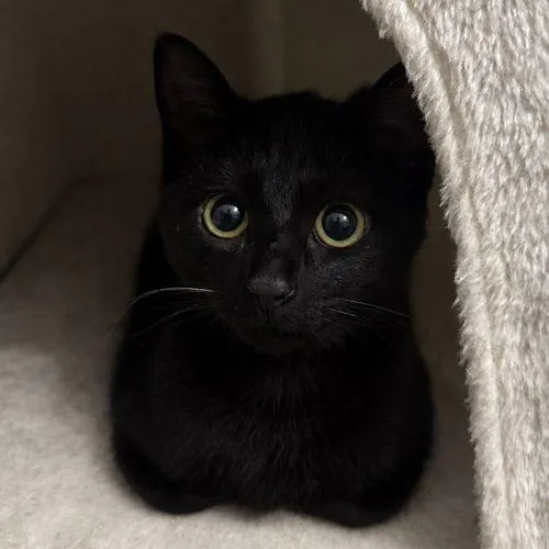A baby small-sized female Domestic Short Hair cat named Spooky for adoption in Knoxville, TN
