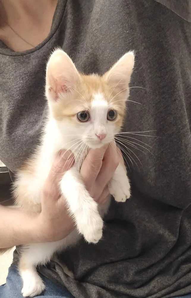 A baby small-sized male Domestic Short Hair cat named Cosmo for adoption in Dickson, TN