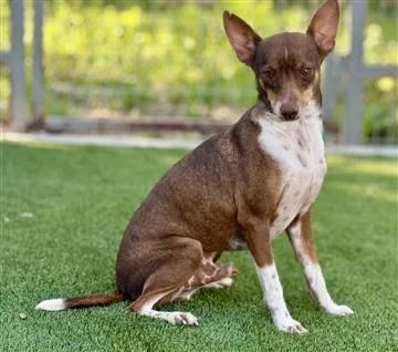 An adult small-sized male Chihuahua dog named Bowie A Patient for adoption in Hondo, TX