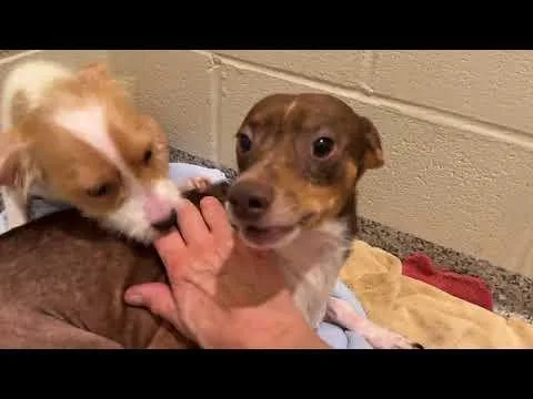 Bowie  A Patient thumbnail 4