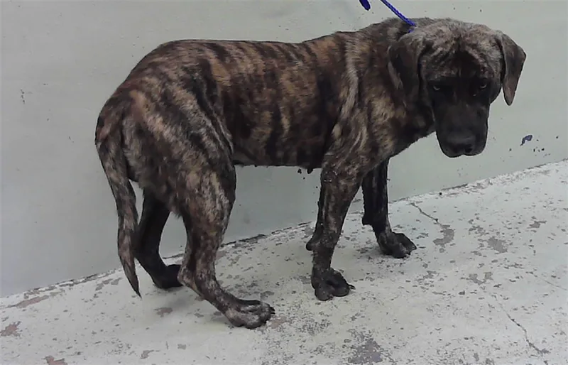 A young extra large-sized male Mastiff dog named Ricky for adoption in Houston, TX