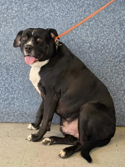 An adult large-sized male Labrador Retriever dog named Costa for adoption in Inverness, FL