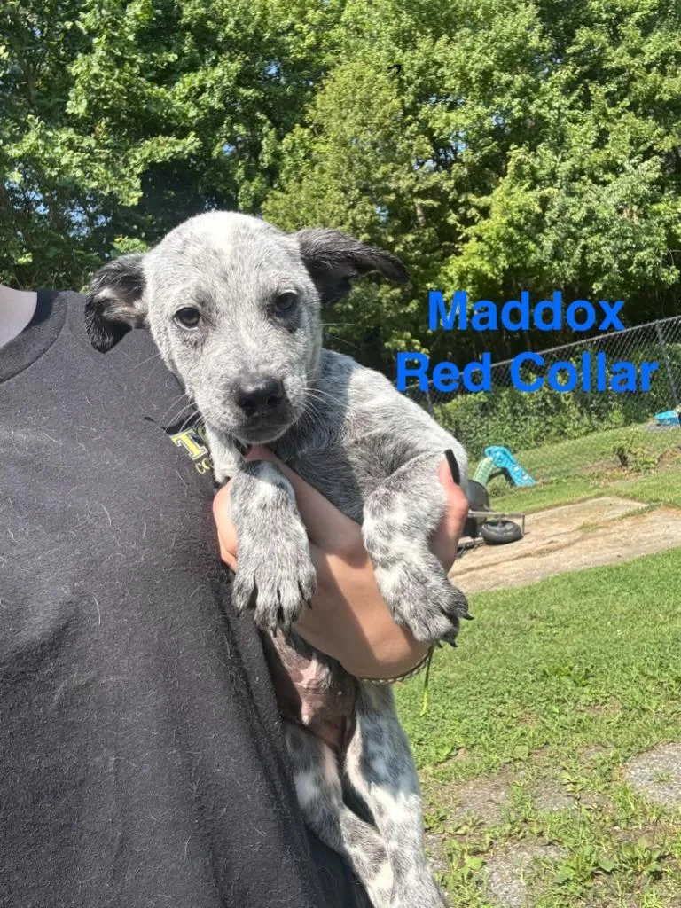 A baby medium-sized male Australian Cattle Dog / Blue Heeler dog named Maddox for adoption in Cambridge, MD
