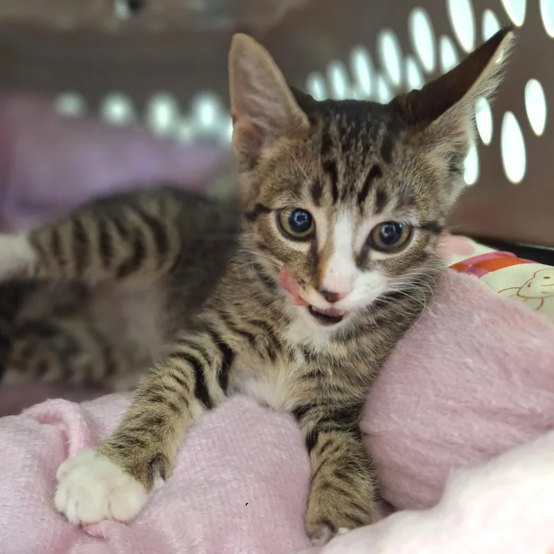 A baby small-sized male Domestic Short Hair cat named Tumbleweed for adoption in Cumming, GA