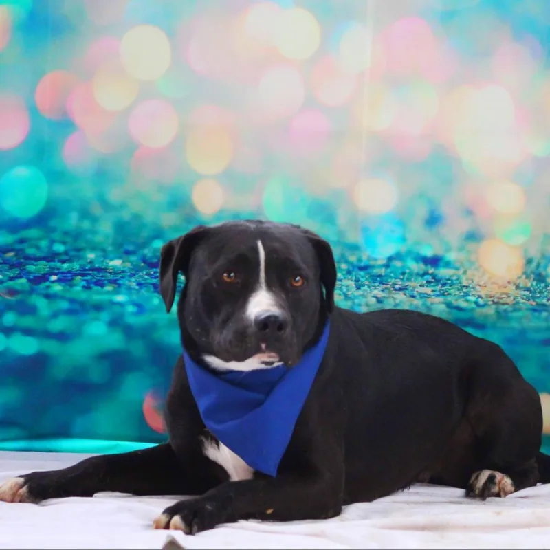 An adult large-sized male American Bulldog dog named Bravo JuM for adoption in Austin, TX