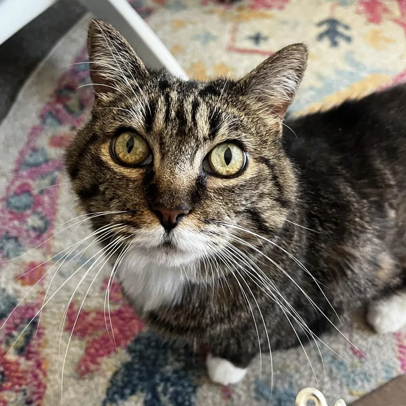 A senior large-sized female Brown / Chocolate Domestic Short Hair cat named Daisy May for adoption in Rifle, CO