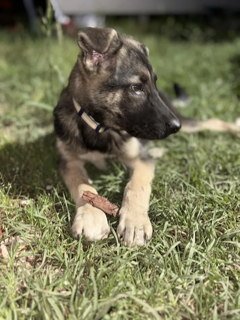 Emiliano