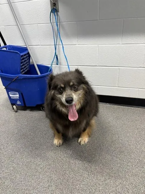 An adult medium-sized male Australian Shepherd dog named Cooper for adoption in Kalamazoo, MI