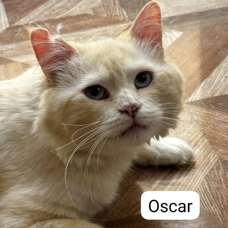 Oscar Kuwait