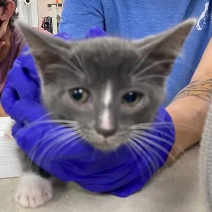 A young small-sized female Domestic Short Hair cat named Marnie for adoption in Beatrice, NE
