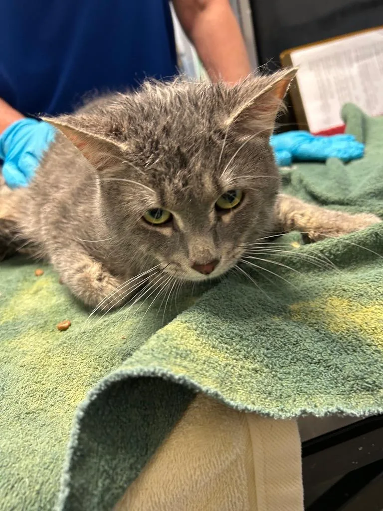 A young small-sized male Domestic Medium Hair cat named Armor for adoption in Detroit, MI