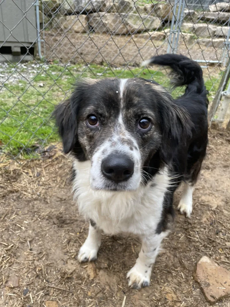 An adult medium-sized male Brittany Spaniel dog named Scblaine for adoption in Baldwinsville, NY