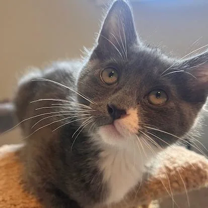 A baby small-sized female Gray / Blue / Silver Domestic Short Hair cat named Juniper for adoption in Talent, OR