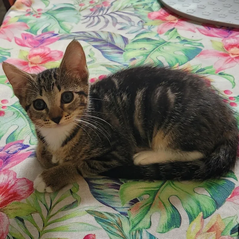 A baby medium-sized female Tabby (Gray / Blue / Silver) Domestic Short Hair cat named Shirley for adoption in Beaufort, SC