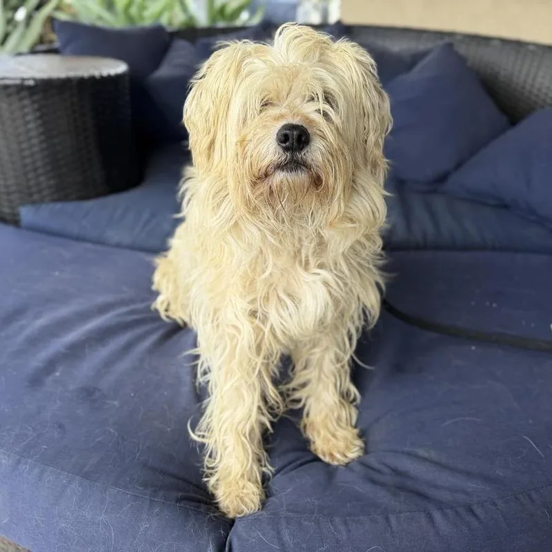 A senior medium-sized male Yellow / Tan / Blond / Fawn Schnauzer dog named Chompi for adoption in Ramona, CA
