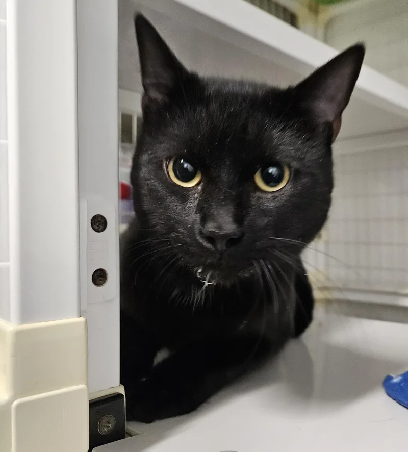 An adult medium-sized male Domestic Short Hair cat named Crankshaft for adoption in Claremont, NH