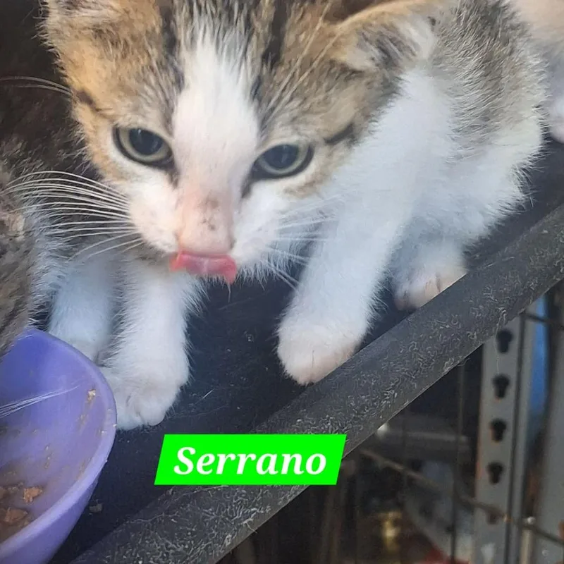 A baby small-sized male White Domestic Short Hair cat named Serrano for adoption in Madill, OK