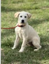 A baby medium-sized male Mixed Breed dog named Frosty for adoption in West Chester, PA