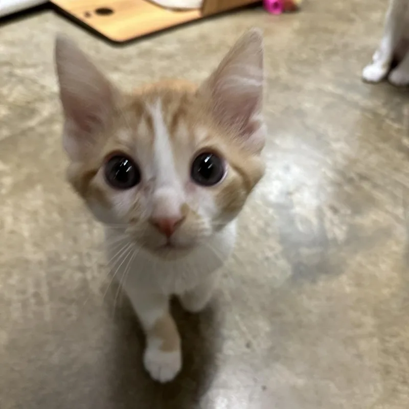 A baby medium-sized female Tabby (Orange / Red) Domestic Short Hair cat named Rainbow for adoption in Collierville, TN