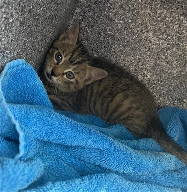 A baby medium-sized female Domestic Short Hair cat named Cara for adoption in Dallas, TX