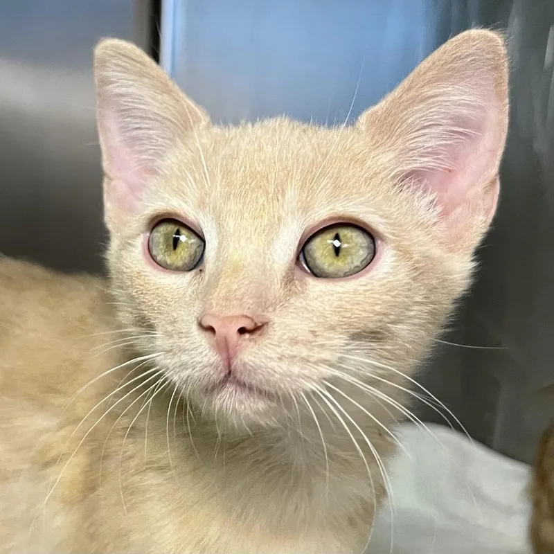 A baby small-sized female Orange / Red Domestic Short Hair cat named Kennedy for adoption in Palm Springs, CA