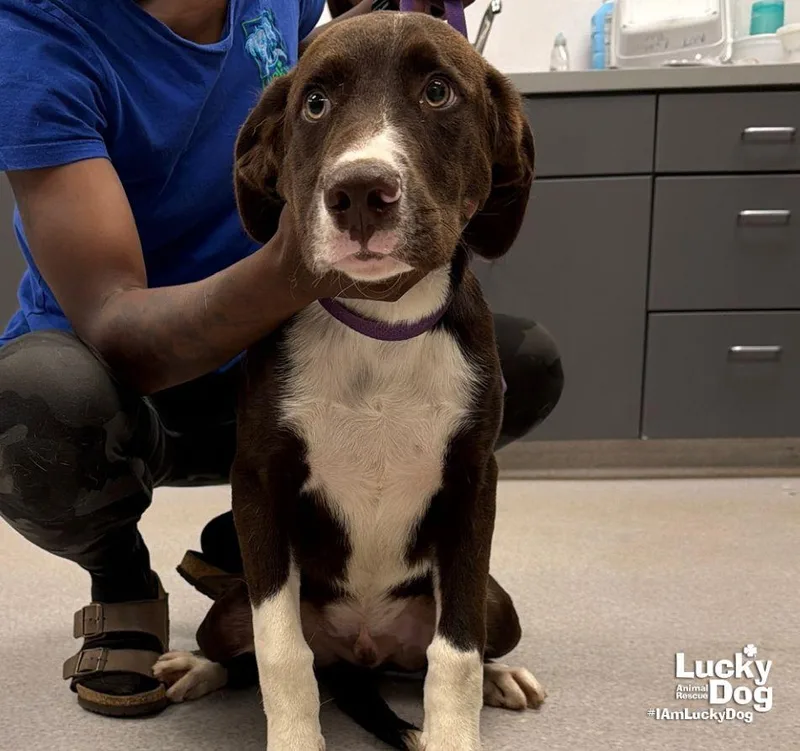 A young large-sized male Labrador Retriever dog named Jake for adoption in Washington, DC