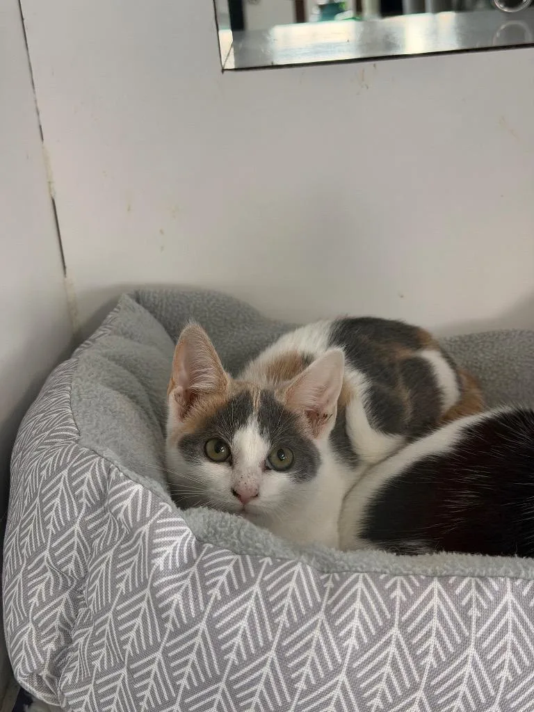 A baby small-sized female Domestic Short Hair cat named Louie for adoption in Port Jervis, NY