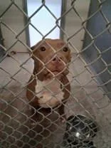 A young medium-sized female Brown / Chocolate Pit Bull Terrier dog named Hazel for adoption in Moline, IL