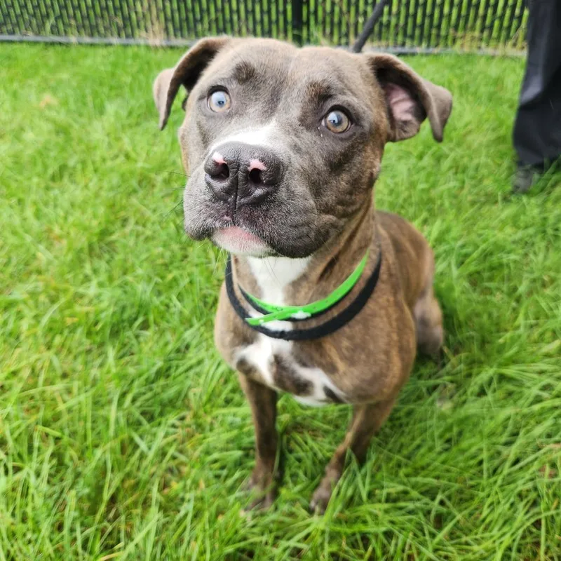 An adult small-sized female Pit Bull Terrier dog named Briar for adoption in Fort Wayne, IN