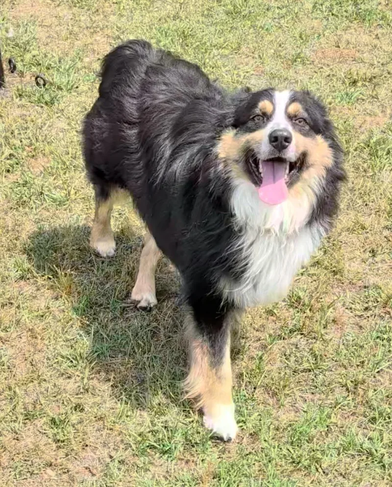 Enzo