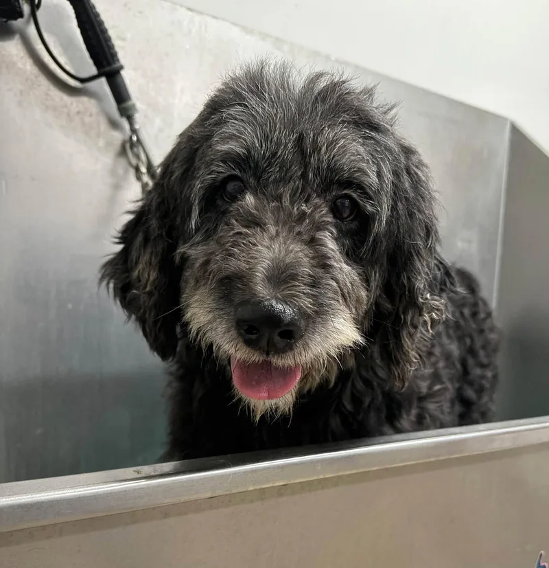An adult medium-sized female Poodle dog named MegMeet me on Oct for adoption in Hartland, WI