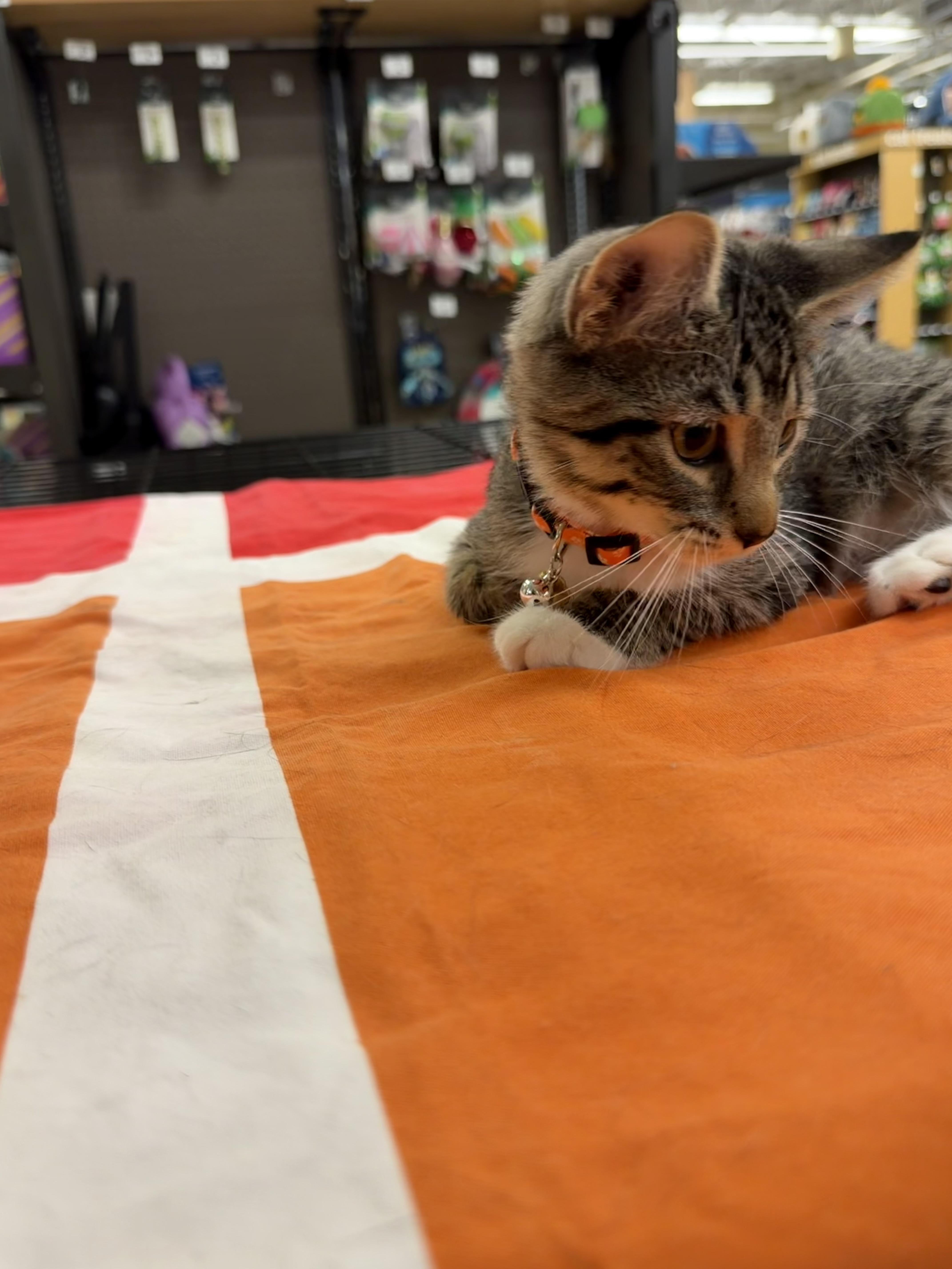 A baby small-sized male Tabby (Buff / Tan / Fawn) Domestic Short Hair cat named Bear for adoption in Syosset, NY