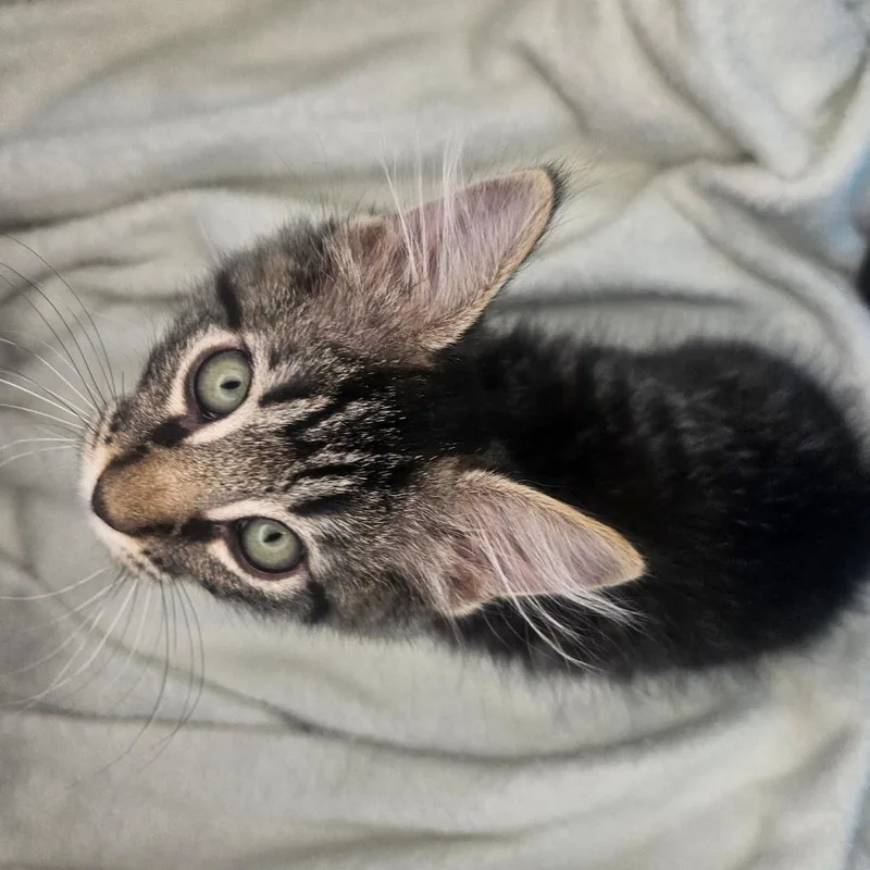 A baby small-sized female Gray / Blue / Silver Domestic Medium Hair cat named Indipendence for adoption in Escondido, CA
