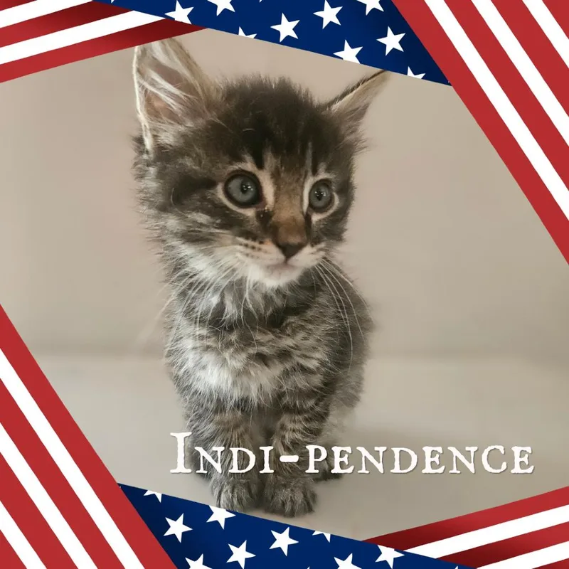 Indipendence thumbnail 2