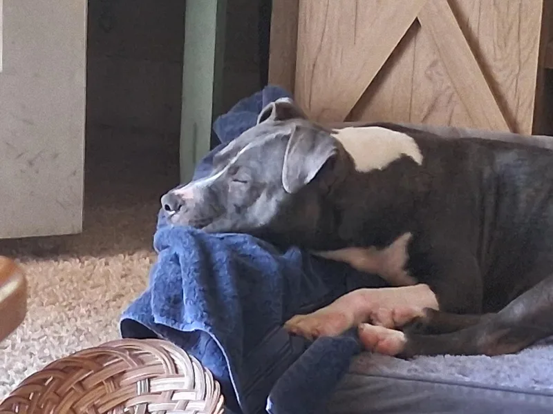 A young medium-sized female Pit Bull Terrier dog named Grace for adoption in Plano, TX