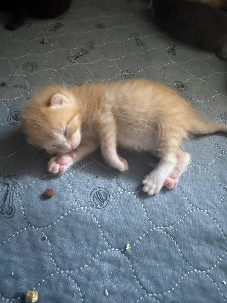 A baby medium-sized male Domestic Short Hair cat named Fanta for adoption in San Antonio, TX