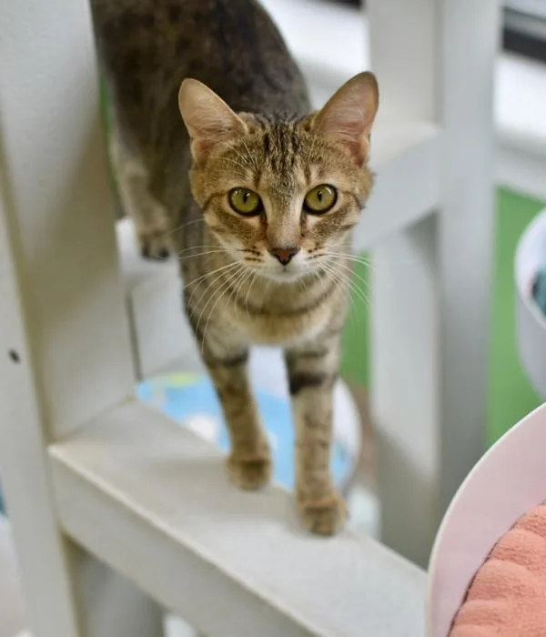 An adult medium-sized female Tabby (Brown / Chocolate) Domestic Short Hair cat named Isabelle for adoption in Marietta, GA