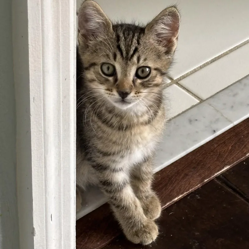 A baby medium-sized male Tabby cat named Lex for adoption in Royal Palm Beach, FL