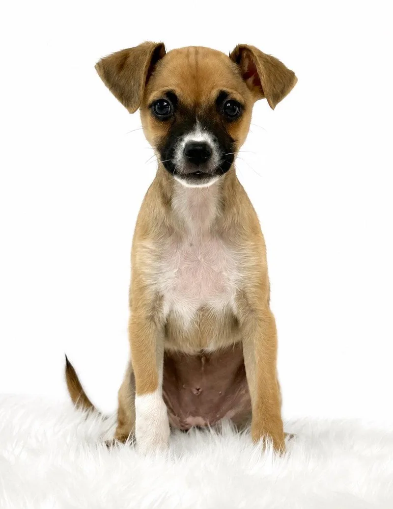 A baby small-sized female Chihuahua dog named Pool: High Dive for adoption in Palo Alto, CA