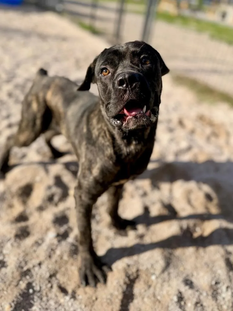 A baby medium-sized male Mastiff dog named Hoolihan for adoption in Muskegon, MI