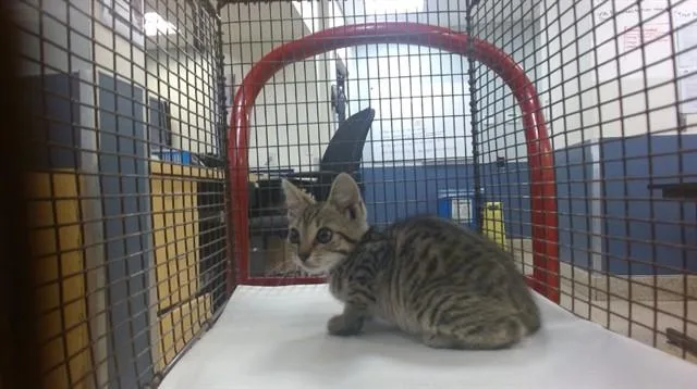 A baby small-sized female Domestic Short Hair cat named Estella for adoption in Miami, FL